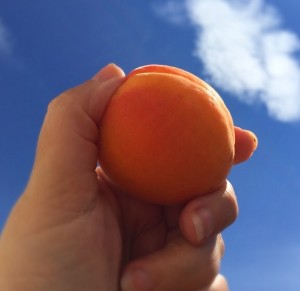 What does it mean to be vegan? 