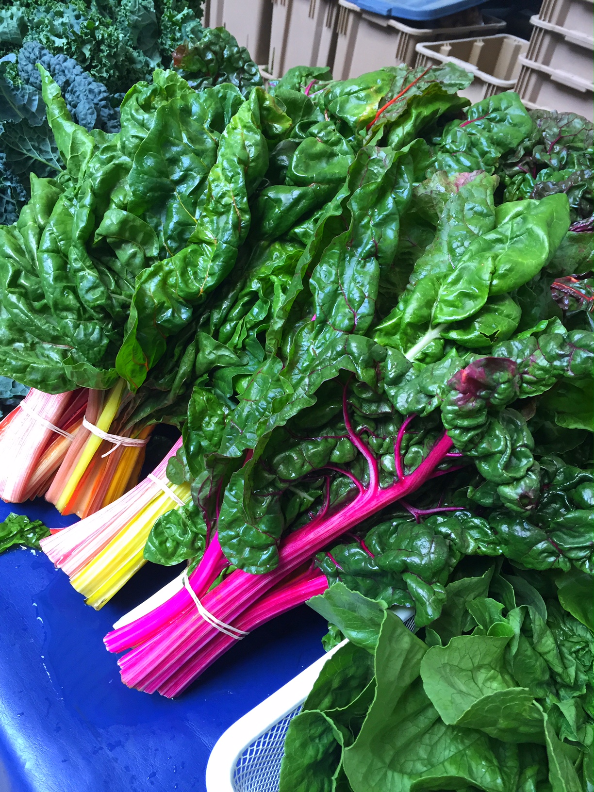 Cooking with Swiss Chard